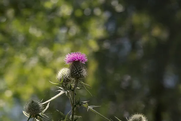 Benekli arka plan karşı devedikeni bitki çiçeği ve tomurcukları, yaprakları, vahşi bir sap — Stok fotoğraf