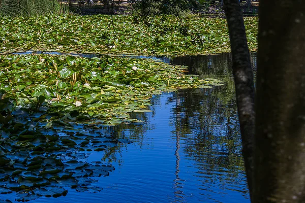 Green waterlilly pads with pink and white waterlilly blooms floating on bright blue — Stock Photo, Image