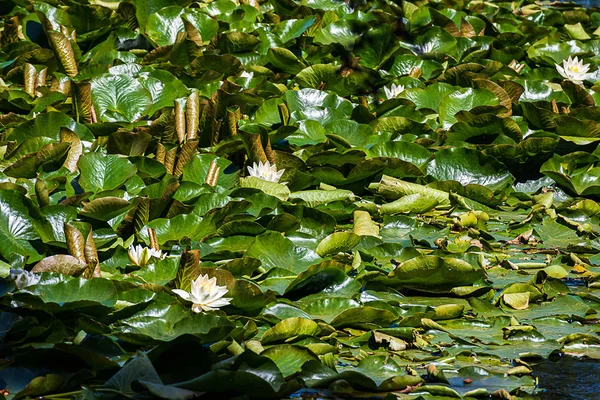 빛나는 녹색 물 릴리 잎 의 가까이 에 물 꽃 흰색 물 릴리 꽃 — 스톡 사진
