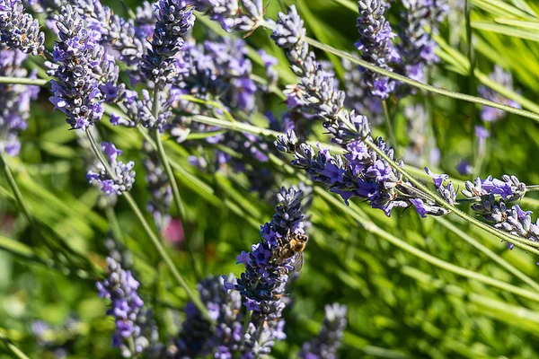 Close-up de galhos de flores de lavanda brilhante com uma abelha de mel — Fotografia de Stock