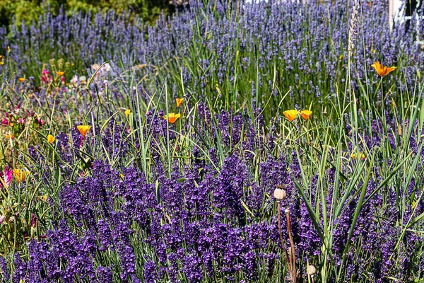 Speere aus aromatischen violetten Lavendelspitzen mit kalifornischen Mohn und Clarkia — Stockfoto