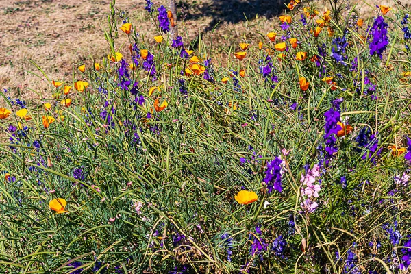 Purpur und Lavendel-Lerchensporn wachsen in einem Gewirr von Grün mit orangefarbenem kalifornischen Mohn — Stockfoto