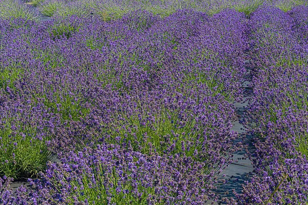 Campo de plantas de lavanda roxa florescendo aromático em fileiras — Fotografia de Stock