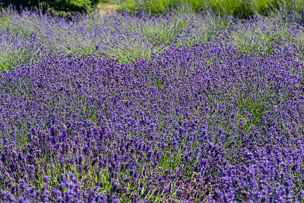 Champ de fleurs aromatiques de lavande pourpre en rangs — Photo