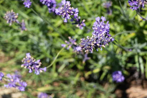 Close up de raminhos de lavanda roxo aromático com folhas de fundo — Fotografia de Stock