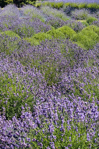 芳香紫色拉文德尔枝和蜜蜂与背景叶子的特写 — 图库照片