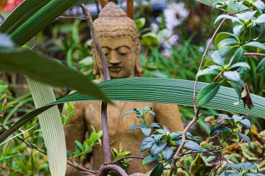 yaprakları ile kumtaşı sarı buda, dalları dışında fronds