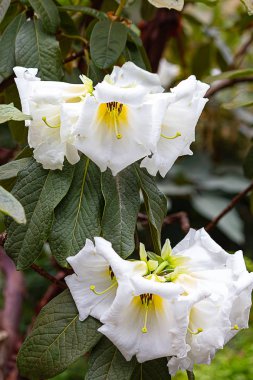 egzotik bir rhododendron üzerinde büyük tropikal trompet şeklinde beyaz ve sarı çiçek
