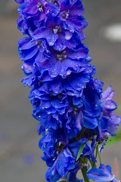 Mavi delphinium sapı, güneş ışığında su damlaları ile ıslak — Stok fotoğraf