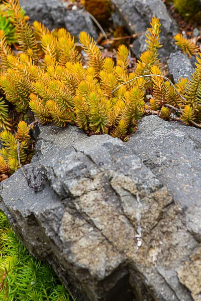 Kleine Eispflanze wächst im Steingarten — Stockfoto