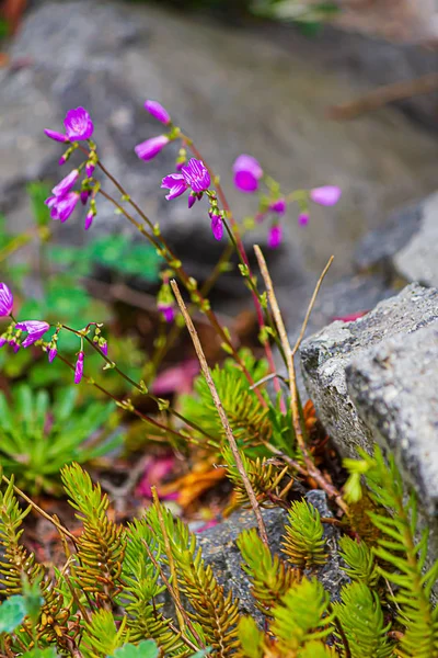 Pequeña planta de hielo suculenta con tallos de flores púrpuras —  Fotos de Stock