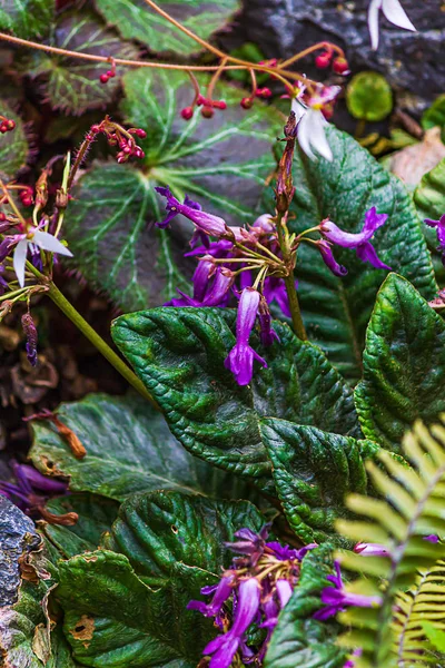 Púrpura florecido fantasía hojas sombra planta en el jardín —  Fotos de Stock