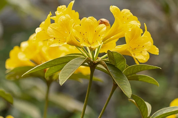 Primer plano de rododendrom múltiples flores de trompeta en amarillo —  Fotos de Stock