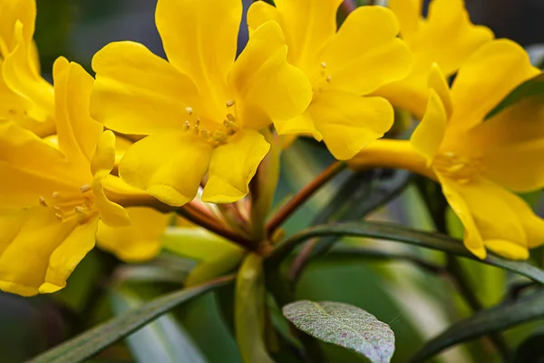 Primer plano de rododendrom múltiples flores de trompeta en amarillo —  Fotos de Stock