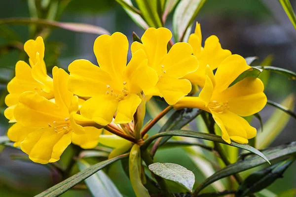 Primer plano de rododendrom múltiples flores de trompeta en amarillo — Foto de Stock