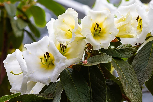 Large tropical trumpet shaped white and yellow bloom on an exotic rhododendron — Stock Photo, Image