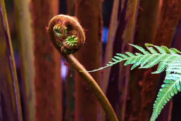 Bright green fern fronds with one new stalk unferling its tendrals — Stock Photo, Image