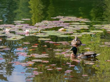 sıtma ördek vahşi zambak pedleri yanında yaz aylarında yüzme