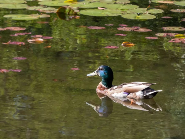 Malard kacsa úszás nyáron mentén oldalán vadon élő liliom párna — Stock Fotó