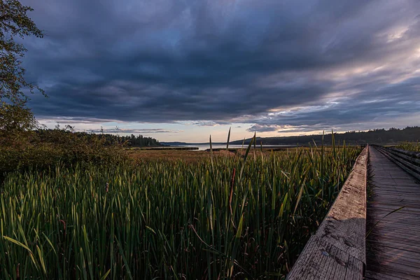 Largo paseo marítimo de madera que se extiende lejos a través de un exuberante humedales verdes debajo de la puesta de sol nublado brillante —  Fotos de Stock