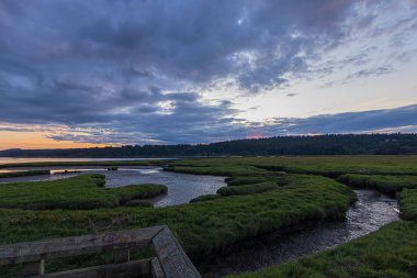 parlak canlı bulutlu gün batımı üzerinde kalın bir koyu yeşil sulak alan sazlık çim ve su dolu