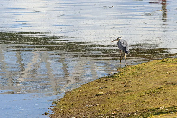 Garça azul gigante andando em terras da maré — Fotografia de Stock