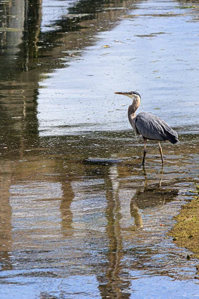 Garça azul gigante andando em terras da maré — Fotografia de Stock