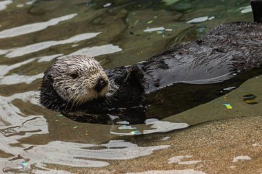 berrak soğuk suda sırtında tembel yüzen deniz samuru