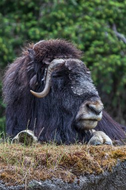 büyük istirahat Misk öküz çevresi survaying ve bir tepenin üstüne döşeme