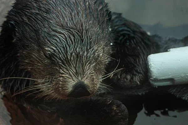 浅瀬に浮かぶウミガメの顔を閉じる — ストック写真