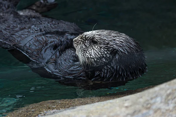 Seeotter schwimmt träge auf dem Rücken in klarem, kaltem Wasser — Stockfoto