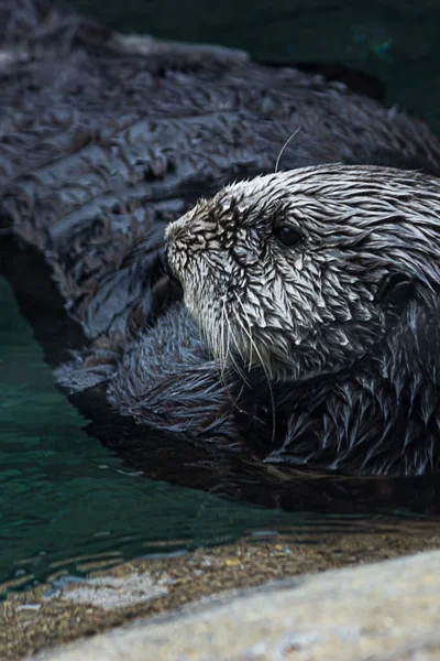 澄んだ冷たい水の中で背中に怠惰に浮かぶカワウソ — ストック写真