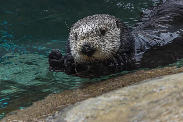 Close-up van een natte harige zeeotter drijvend in water en kijken naar de camera — Stockfoto