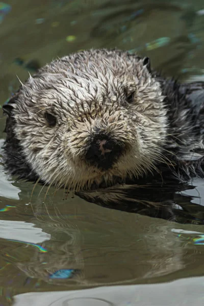 水に浮かぶ湿った毛皮のようなカワウソを閉じ、カメラを見る — ストック写真