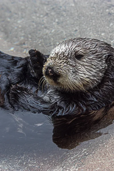 澄んだ冷たい水の中で背中に怠惰に浮かび、カメラを見ているカワウソ — ストック写真