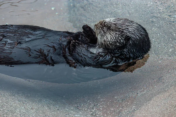 Nutria marina flotando perezosamente sobre su espalda en agua fría clara — Foto de Stock