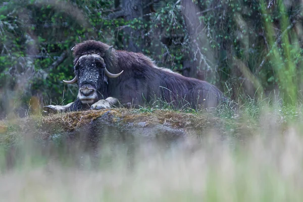큰 검은 모피 사향 소 는 일부 키가 큰 잔디 뒤에 언덕 위에 누워 — 스톡 사진