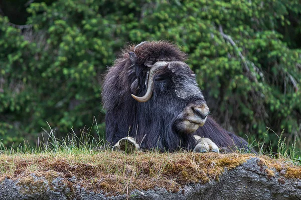 큰 휴식 사향 소는 주변을 섭리하고 언덕 위에 누워 — 스톡 사진