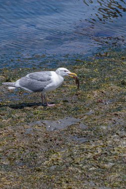 küçük bir balık yeme düşük gelgit plajda gri kanatları ile beyaz martı