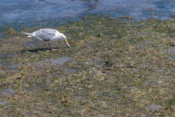 Gaivota branca com asas cinzentas em uma praia de maré baixa comendo um pequeno peixe — Fotografia de Stock