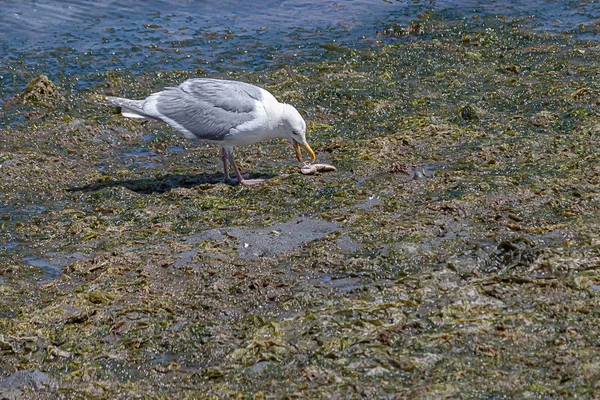 Küçük bir balık yeme düşük gelgit plajda gri kanatları ile beyaz martı — Stok fotoğraf