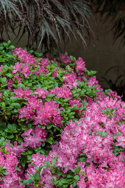 gölgelere karşı yeşil yaprakları ile pembe rhododendron