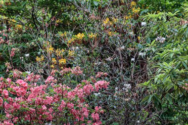 yaz aylarında ağaçlar boyunca yol ile rhododendron orman