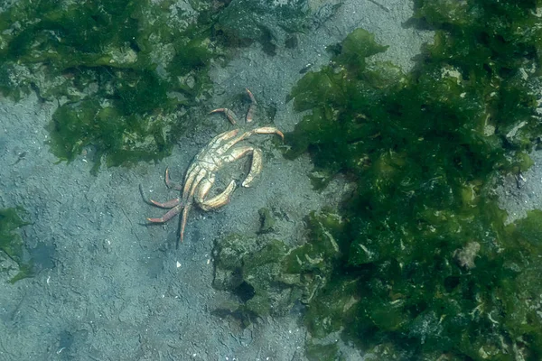 大红死蟹倒置在海带和海岸线水域 — 图库照片