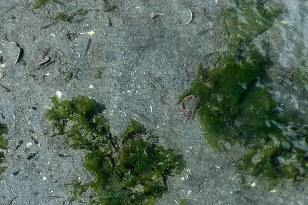 Маленький красный краб, спрятанный в песке и ламинарии возле загрязнения и мусор в воде — стоковое фото