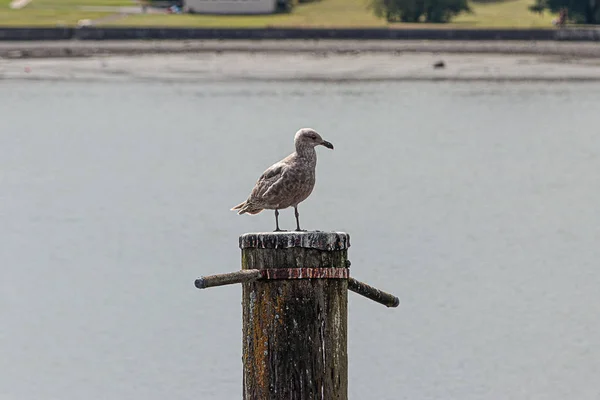 Sirály ült a fa piling közelében partvonal — Stock Fotó