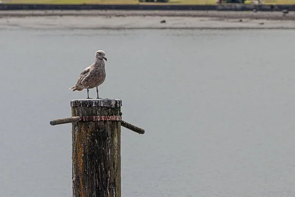 Mouette assise sur un pieu de bois près du rivage — Photo