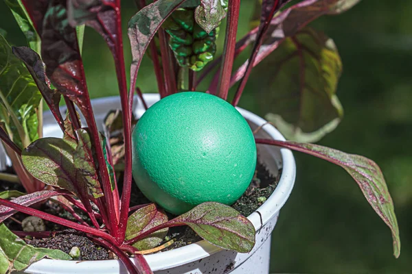 a green egg sitting in a plant