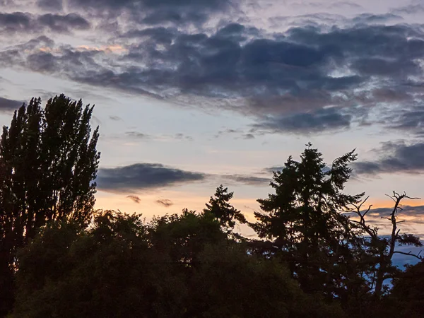 Árboles se levantan contra las nubes y el atardecer en el cielo tormentoso — Foto de Stock