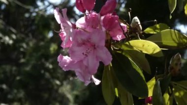 esinti esen parlak pembe rhododendron